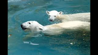 2016/5/7　天王寺動物園　ホッキョクグマ　バフィン　モモ　仲良し親子