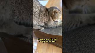 Why You Should Cut Your Cat's Nails #shorts #animals #pets