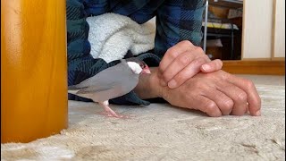 激おこ文鳥にあることをすると戦意喪失します　java sparrow