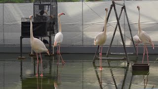 オオフラミンゴ (掛川花鳥園) Greater Flamingo (Kakegawa Kachouen)