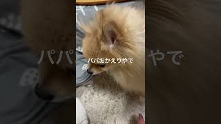 パパおかえりやで今日もボランティアようがんばったな【ポメラニアン】#ポン太 #ポメラニアン #pomeranian #モフモフ #ペロリ