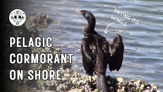 Pelagic Cormorant Resting On Shore (Preening and Drying Feathers) | Urban Nature \u0026 Wildlife