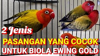 2 Jenis Lovebird yang cocok dipasangkan dengan Lovebird biola Ewing gold