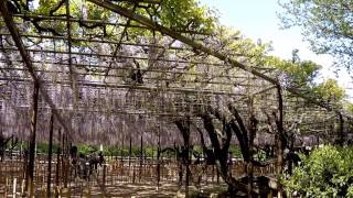 藤まつり岡崎公園 Japanese wisteria festival　okazaki park