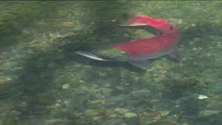 Sockeye counts at Lower Granite Dam signal greater return