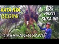 cara panen sawit disini bos pasti sukak cara panen sawit seperti ini mudah dan cepat sawit unggul