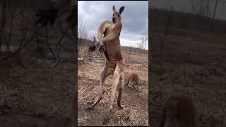 Canguro Power Entrenamiento Extremo y Fuerza Bruta #canguro  #humou #animalsvideo #australia