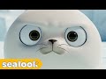 Why is Baby Seal Angry?ㅣSEALOOKㅣEP.58