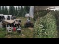 11K+ illegal marijuana plants, 15 firearms seized in drug bust