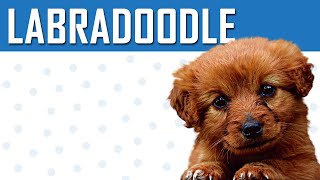 Labradoodle - A Complete Guide For Labrador Poodle Mix Owner