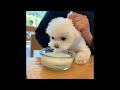 Cute Baby Animals Videos Compilation  Funny and Cute Moment of the Animals #14 - Cutest Animals