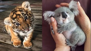 Cute Baby Animals s Compilation | Funny and Cute Moment of the Animals #14 - Cut