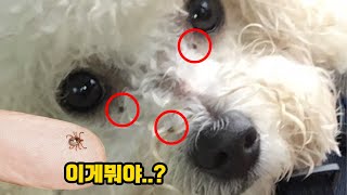 제주도에서 진드기 100마리 붙어온 썰🤭 feat.세레스토