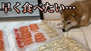 【柴犬姉妹】フードドライヤーで栄養満点おやつ作り！【Shibainu】【プリンセスフードドライヤー】