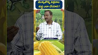 Agri || మొక్కజొన్న విత్తనాల శుద్ధి ఎలా చేయాలి? || Agri