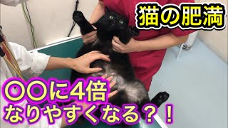 普通の猫より４倍も？猫の肥満が身体に及ぼす影響【猫の肥満】