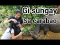 ❤Ang among carabao  na manungay