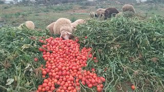 YOLUN KENARINA ATILAN DOMATESLERLE  KOYUNLARA ZİYAFET