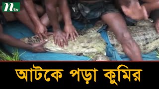 ১৭ দিন পর ফরিদপুরে ধরা পড়ল আটকে পড়া কুমির