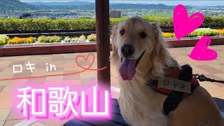 和歌山を楽しんだゴールデンレトリバー🐶ロキ♂