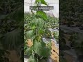 Contact us for #cucumber  #greenhouse #polyhouse #agriculture  #farminglife #shortvideo  #ytshorts