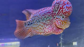 PatioTank’s Preferred Flowerhorn Food Type!