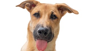 Most common dog name in the world | Adorable rescue mutt
