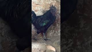 Kadaknath chicken #nature#birds#kadaknath#kadaknathchicken#kadaknathfarming#richiebonam