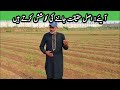 akarkara farming in pakistan akarkara akarkaraseed akarkarafarminginpakistan