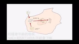 哈佛遺傳學教授大衛辛克萊解釋如何透過NMN來修復體內受損的細胞   Prof  David Sinclair explained how NMN repair damaged cells 1