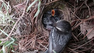 Day11,The cuckoo grows very fast, and the size of its nest is just right to accommodate the cuckoo