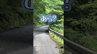 林道徘徊してたら鹿に遭遇 #Shorts