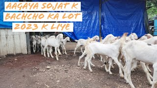 SOJAT K BACHCHO KA LOT | 2023 K AANE WALE NEYE SEASON K LIYE | @msqvlogs5186