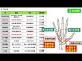 【聞いて覚える・筋肉（起始停止・支配神経）】no.６：手内在筋