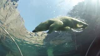 札幌円山動物園 ホッキョクグマ館 （2018年3月21日）Sapporo Maruyama Zoo Polar Bear