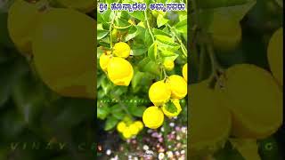 ಶ್ರೀ ಹೊನ್ನಾದೇವಿ ಅಮ್ಮನವರು #kannadashorts #subscribe #2024 #shortsviral