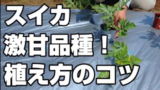 【スイカ栽培】驚くほど甘くて美味しいスイカの品種！すいかの植え付け方法のコツ【スイカの植え付け　2024年】／金色羅王　甘いスイカ