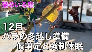 【猫のいる庭】12月　バラの冬越し準備　仮剪定　強制休眠