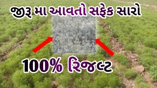 જીરુંના પાકમાં આવતો સફેદ સારા માટે રામબાણ ઈલાજ એટલે કે 100%  રીઝલ્ટ