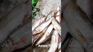 Asala fish l Himalayan common trout #shorts #fish #asala @fish