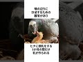 【雑学】鳩も人間と同じく○○をする！？ shorts