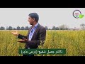 uaf 11 sarson mustard university of agriculture faisalabad ki sarson uaf11 uaf 11 mustard