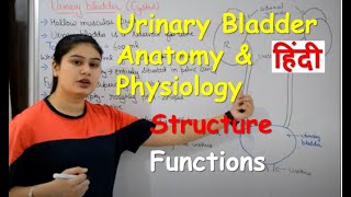 Urinary Bladder Anatomy & Physiology in Hindi | Structure | Functions