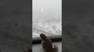 下雪，猫猫玩雪好开心呀。湖南湘潭的美国短毛猫银虎斑加白起司猫，American shorthair silver tabby and white female cat