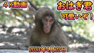 【赤ちゃん・ニホンザル・４K動画】おはぎ君　2023年4月22日