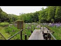 香澄公園 花菖蒲園 4k japanese iris garden in kasumi park