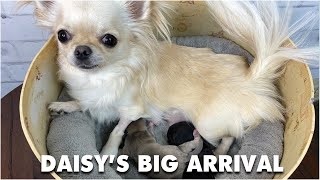 Daisy's New Litter of Puppies \u0026 the Guessing Game | Sweetie Pie Pets by Kelly Swift