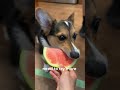 things my corgi did during her 1st summer reminder puppy 1styear summer vibes