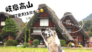 【犬とお出かけ岐阜】白川郷で、ほのぼのお散歩♪