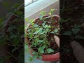 mint plant #gardening #harvesting #youtube #growth #garden #Rafi's Garden